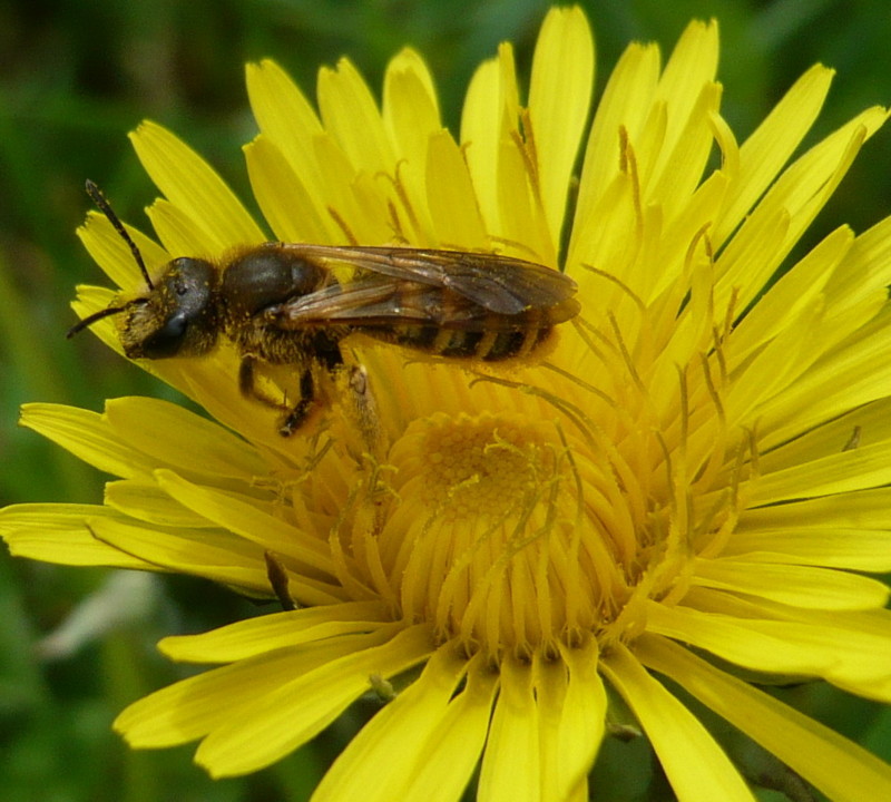 femmina di Lasioglossum